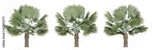 Obraz na płótnie Bismarckia nobilis palm tree on transparent background, png plant, 3d render illustration