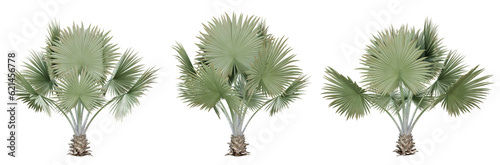 Bismarckia nobilis palm tree on transparent background, png plant, 3d render illustration. photo