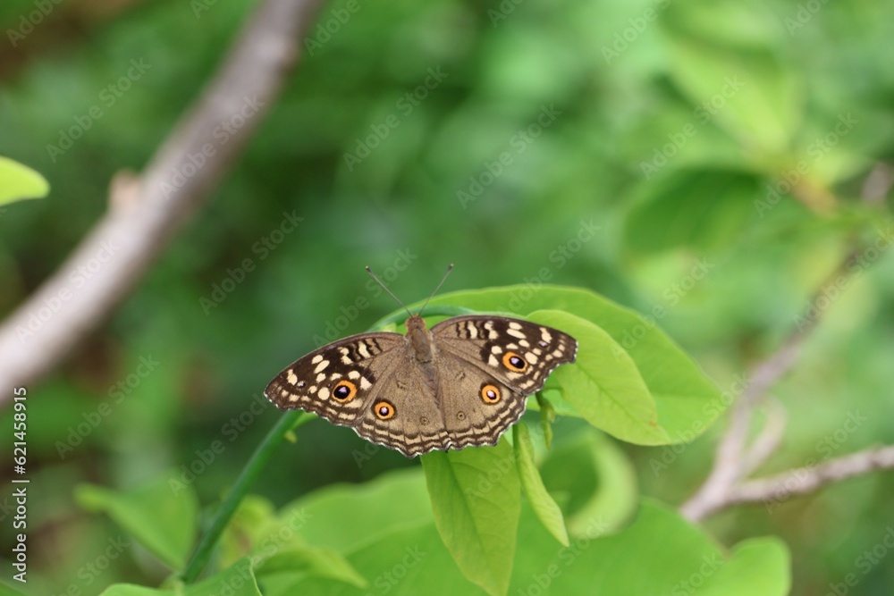 Fototapeta premium butterfly on leaf