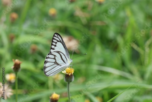 butterfly on a flower © วอน จังมึง