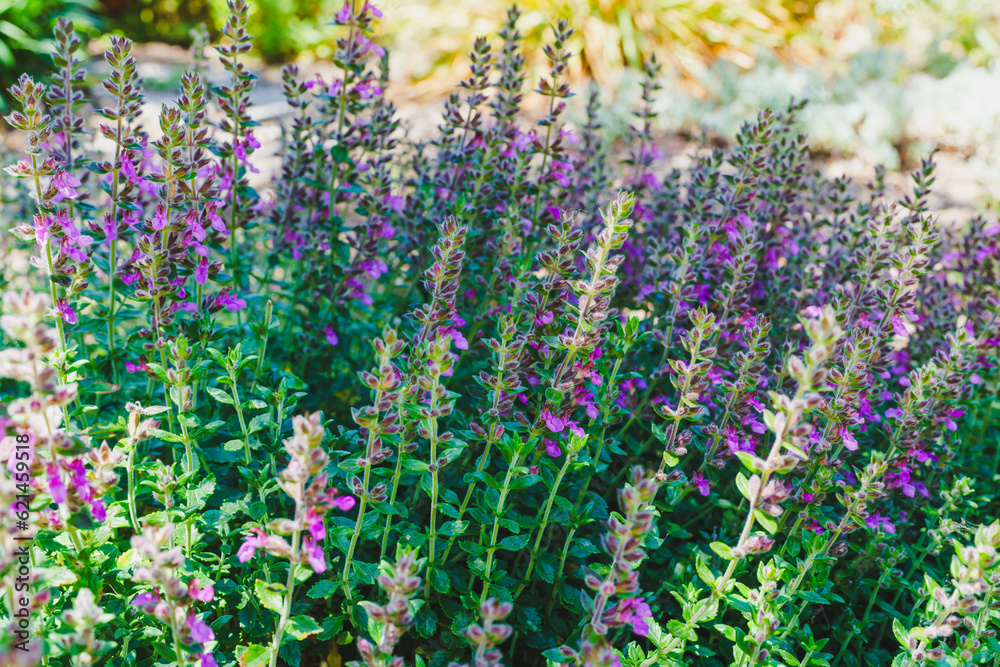 Obraz premium Wall germander (Teucrium chamadrys) plant in bloom. An evergreen subshrub is grown for its attractive, dark green aromatic foliage and its light pink to deep purple flowers