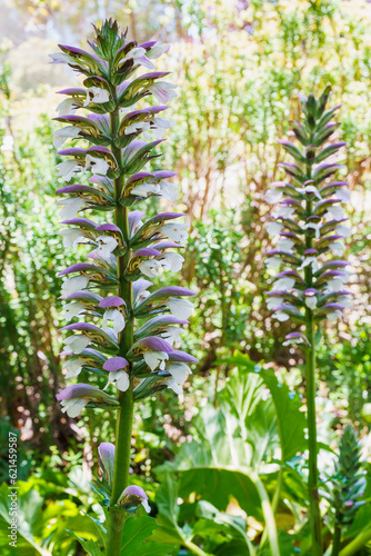Fototapeta Naklejka Na Ścianę i Meble -  Acanthus, also known as Bear's Breech,  decorative plants with attractive, shiny, lobed leaves, and a wonderful 2-6' tall spike lined with purple and white flowers.