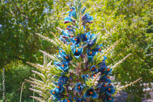 Fotografija Puya alpestris, Sapphire Tower, giant bromeliad in bloom