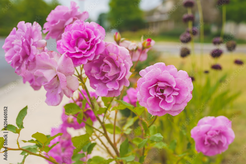 Beautiful pink roses in full bloom in the sun close-up