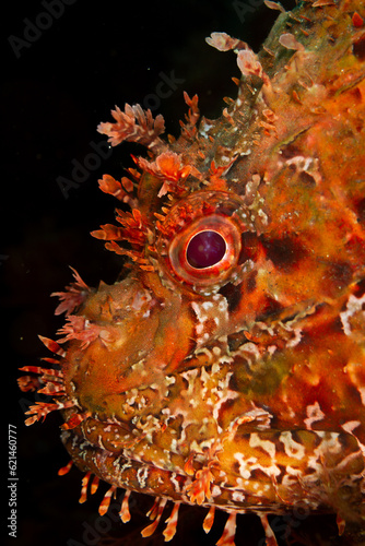 Rascacio un pez marino como fotografía de fauna submarina photo