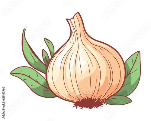 Fresh organic garlic, ripe vegetable seasoning sketch