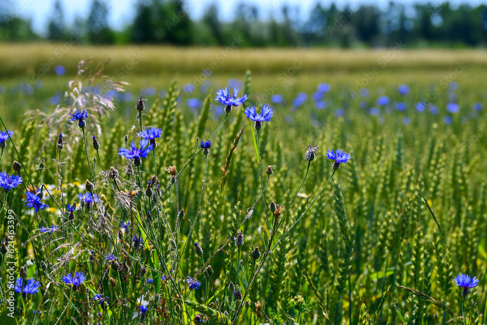 Blooming cornflowers on a summer afternoon. Blooming cornflowers on a summer afternoon.
