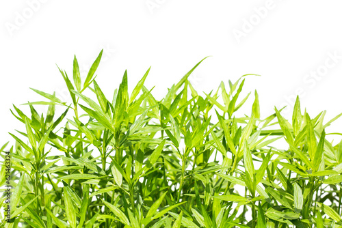 grass isolated on white background  clipping path