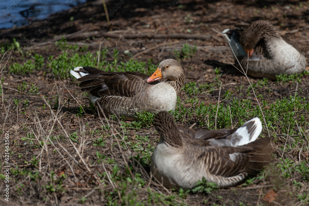 free goslings in a nature reserve free goslings in a nature reserve