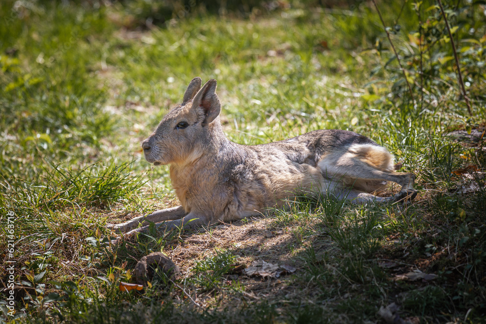 Obraz premium Patagonian hare or malà, immortalized in captivity in a wildlife park