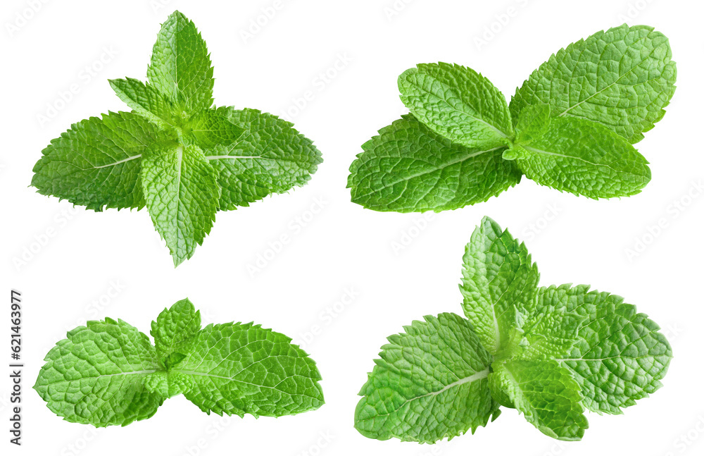 Set of fresh delicious mint leaves cut out Set of fresh delicious mint leaves cut out