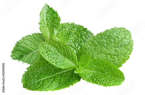 Delicious fresh mint leaves cut out