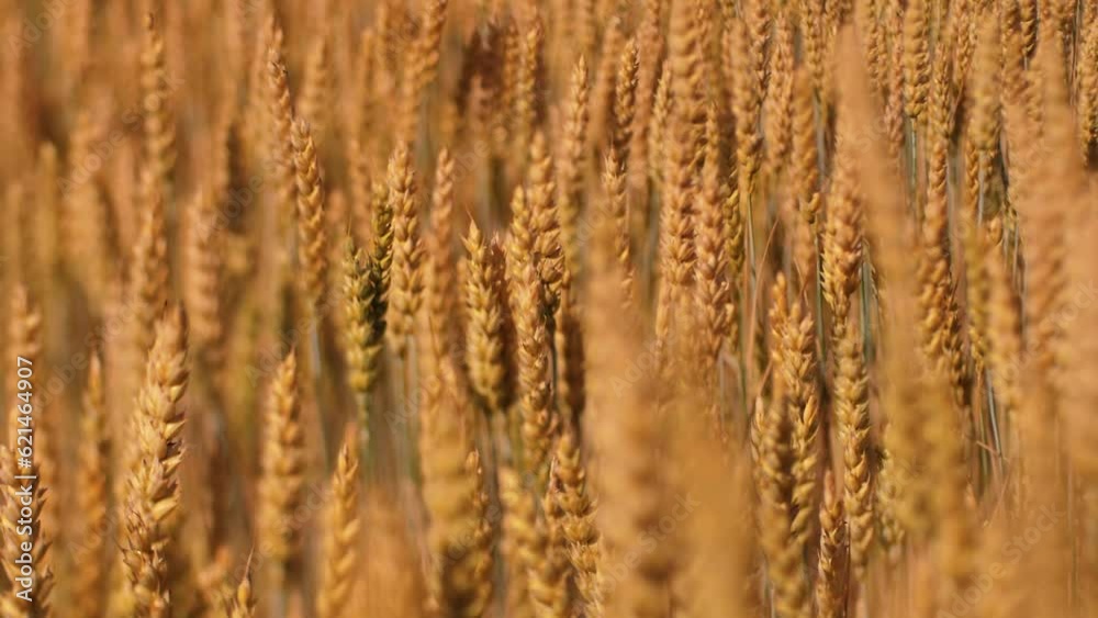 Barley sunset played with sunlight. Barley field blowing in the wind at sunset or sunrise. Sunset on the barley field. Ecological disaster of drought Barley sunset played with sunlight. Barley field blowing in the wind at sunset or sunrise. Sunset on the barley field. Ecological disaster of drought