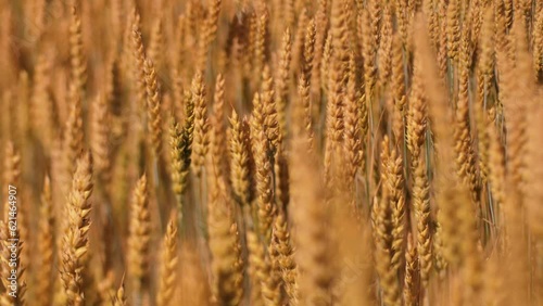 Barley sunset played with sunlight. Barley field blowing in the wind at sunset or sunrise. Sunset on the barley field. Ecological disaster of drought