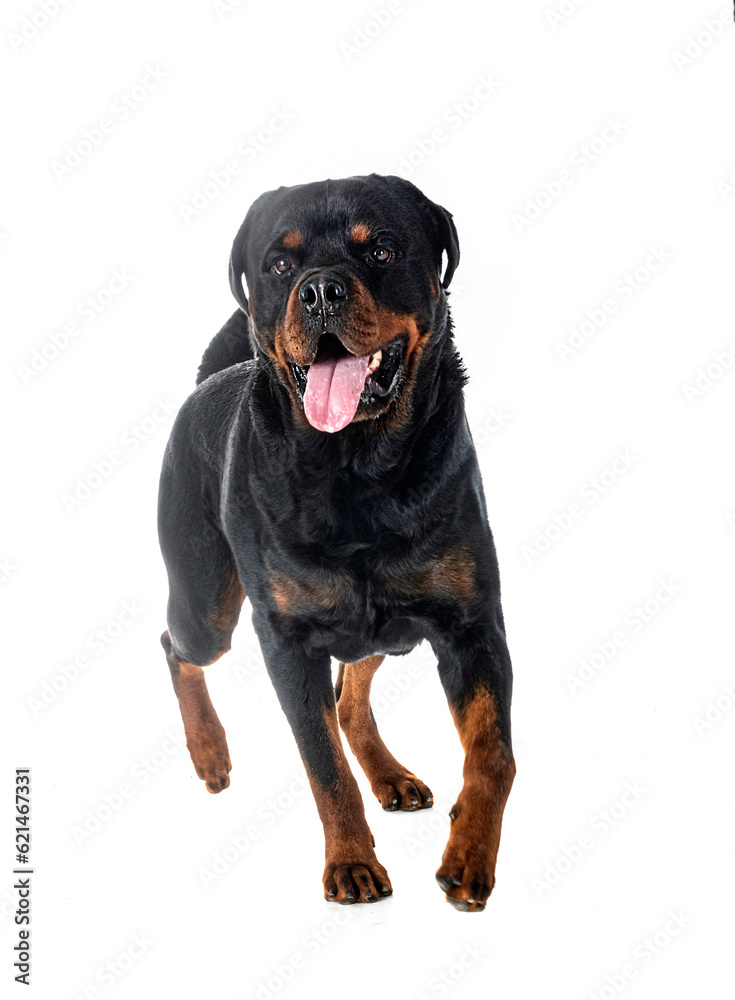 Fototapeta premium rottweiler in studio