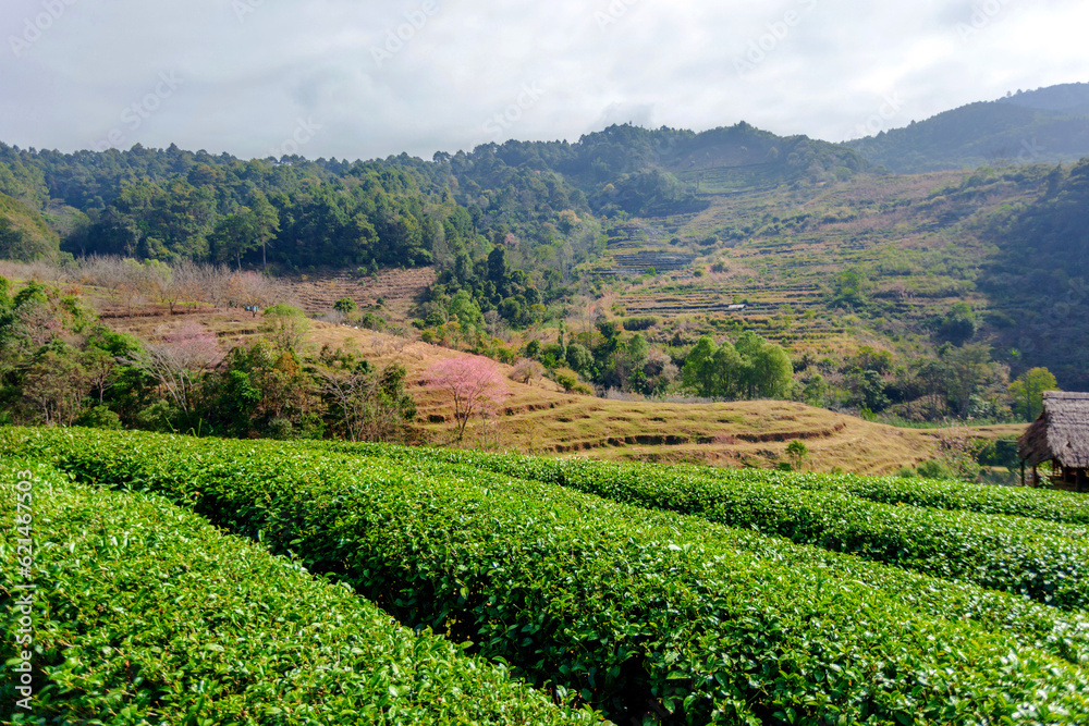 Tea plantation amidst mountain