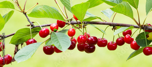 Fotografía Branch of ripe, sweet cherries on a tree in garden