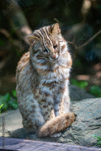 An Amur leopard in a wildlife park