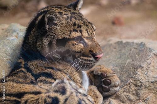 A young clouded leopard in a wildlife park