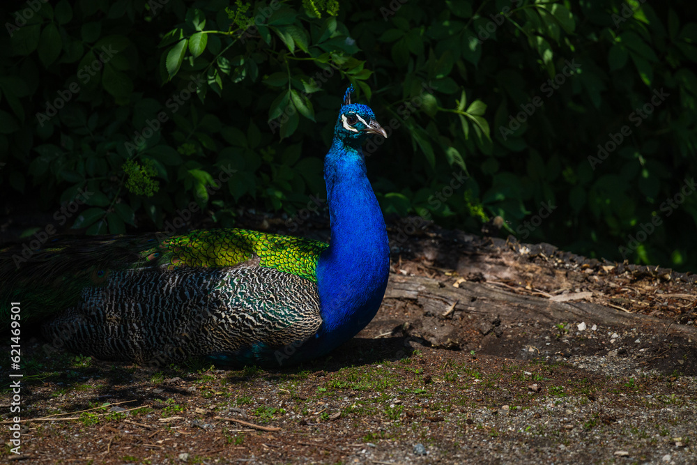 Fototapeta premium Royal Peafowl or King Peafowl immortalized in captivity