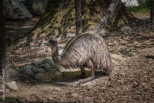 An emu in a wildlife park