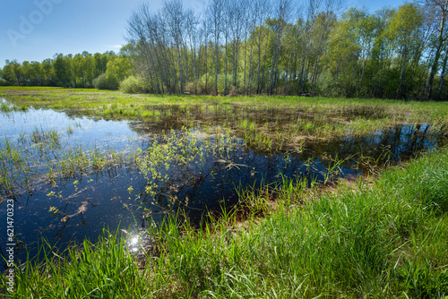 View of the green wet meadow in front of the forest, eastern Poland photo