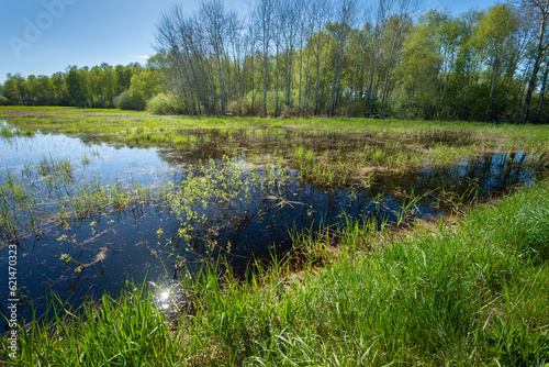 View of the green wet meadow in front of the forest, eastern Poland