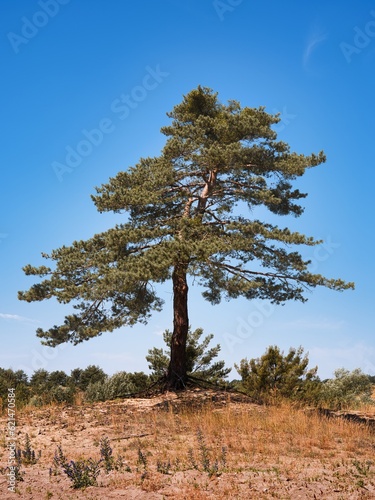 Free standing coniferous tree in nature and blue sky