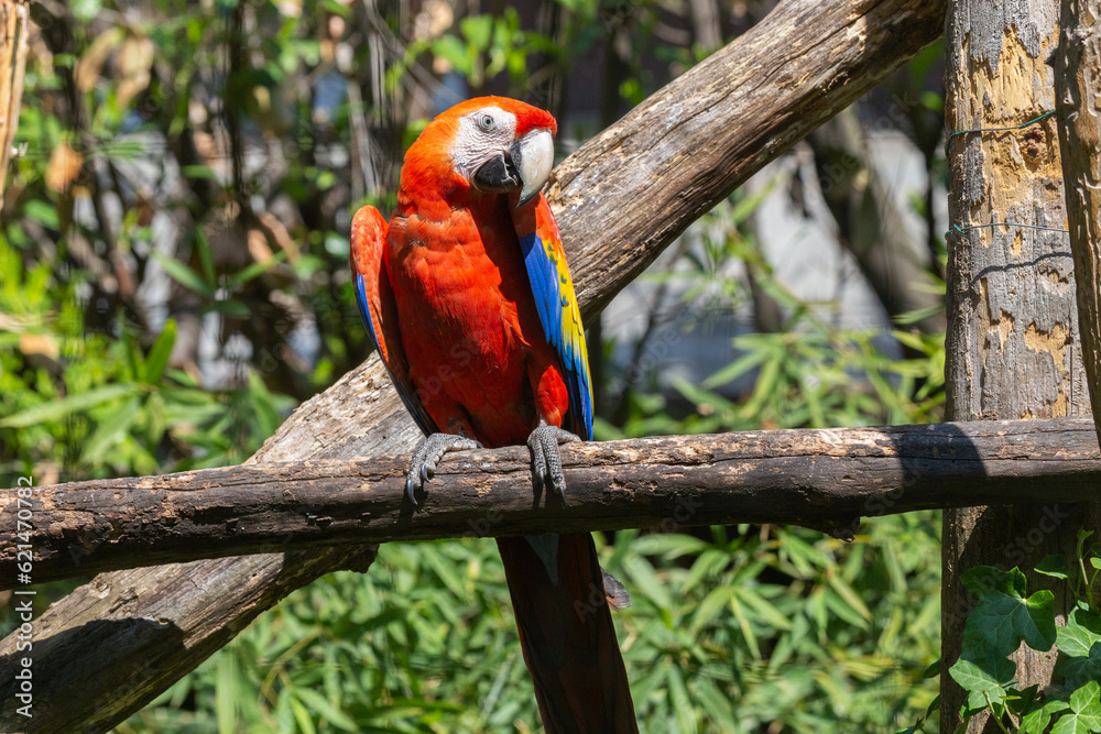 a red scarlet macaw parrot captured in captivity