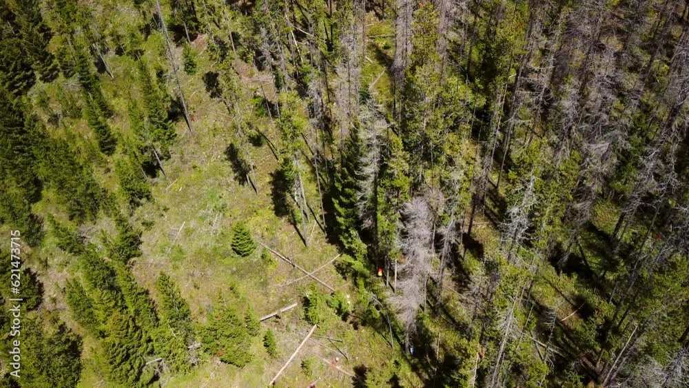 Aerial Lockdown Shot Of Lumberjacks Amidst Trees In Forest On Sunny Day, Drone Flying Over Natural Landscape - Billings, Montana