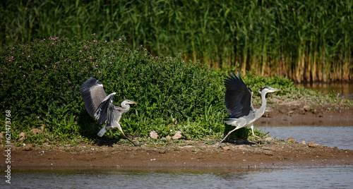 Grey heron dispute photo