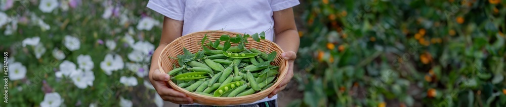 the child is holding a basket with freshly picked peas. the child is holding a basket with freshly picked peas.