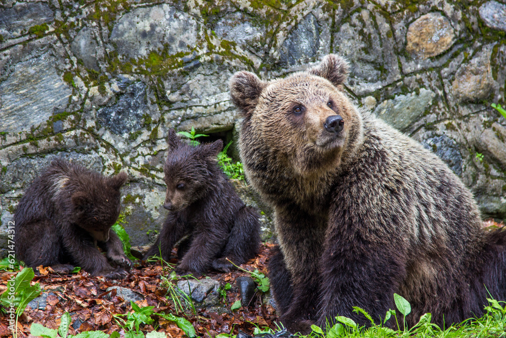 Fototapeta premium Bear with cubs on the Transfagarasan Road in Romania