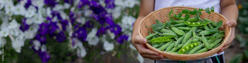 the child is holding a basket with freshly picked peas. the child is holding a basket with freshly picked peas.