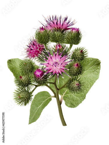Photo Beautiful burdock plant with flowers and green leaves isolated on white background