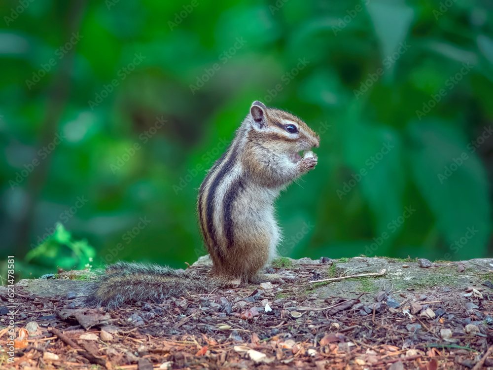 Chipmunk standing on its hind legs and eating food. Chipmunk standing on its hind legs and eating food.
