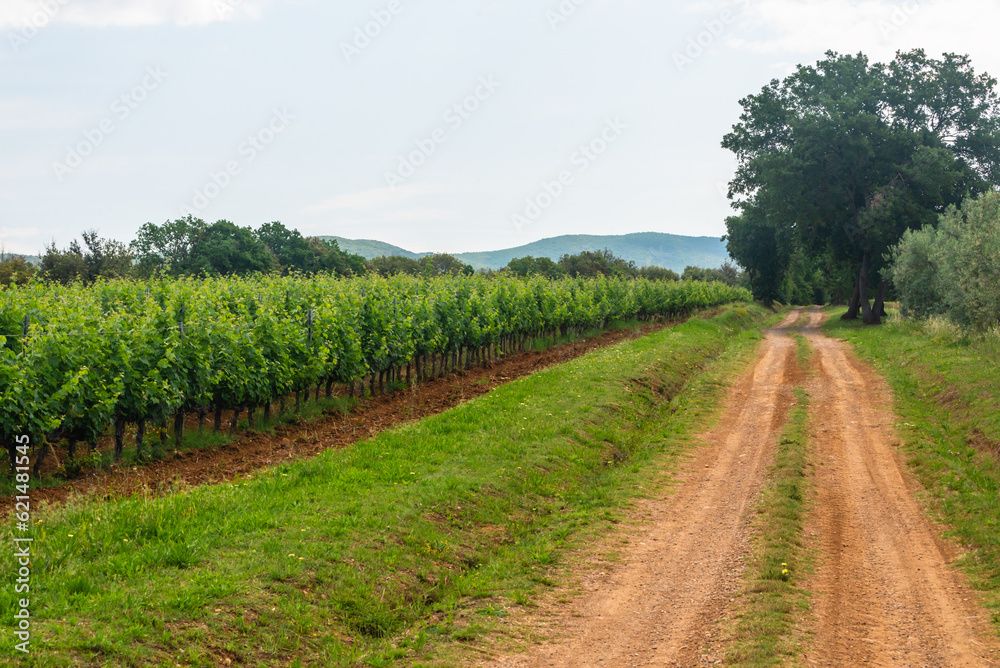 Weinberge in Bibbona, Italien, Toskana im Sommer