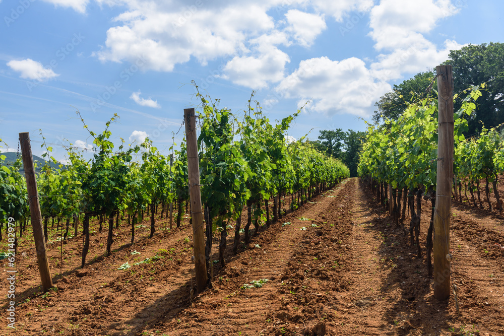 Weinberge bei Bibbona Italien im Sommer