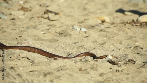 two big snakes on the sand, coiling and biting in a fight. Pseudopus apodus reptilian combat. photo