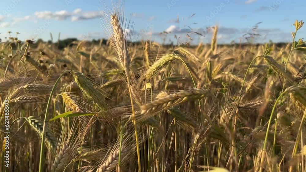 Wheat field, wheat ears are swaying by wind, closeup view in agricultural field growing cereals. Healthy ripe spikelets at summer evening. Agriculture industry. Harvest festival, crop yield. Sunset so Wheat field, wheat ears are swaying by wind, closeup view in agricultural field growing cereals. Healthy ripe spikelets at summer evening. Agriculture industry. Harvest festival, crop yield. Sunset so