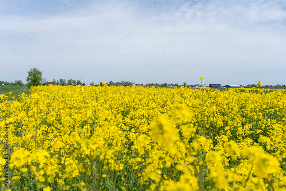 landscape of a rapeseed field on a summer sunny day in Roztocze