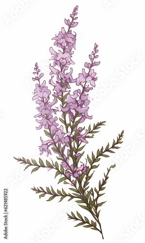 Branch heather mother s day mom vector print purple flowers blossom Valentine s day