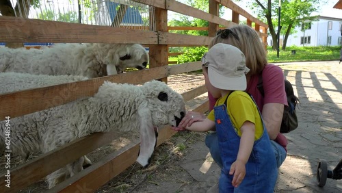 Baby boy with the grandma feeding the Pakistani Kajli sheep on a farm.
