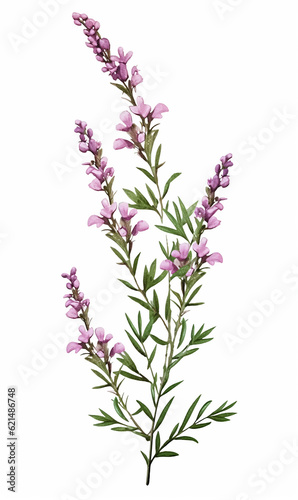 Branch heather mother s day mom vector print purple flowers blossom Valentine s day