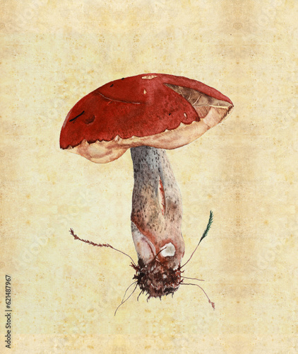 Illustration with watercolor mushroom in the style of vintage lithography