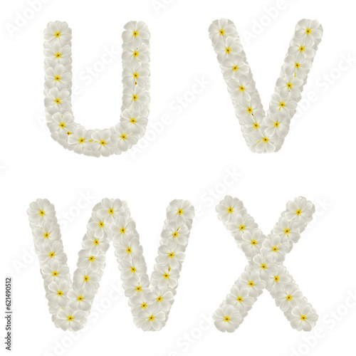 Alphabet made of flowers isolated. Letter. Flower font concept. UVWX with flowers frangipani or plumeria