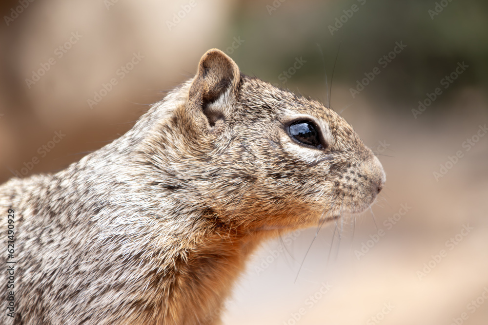 Portrait of a prarie dog in the Grand Canyon Portrait of a prarie dog in the Grand Canyon