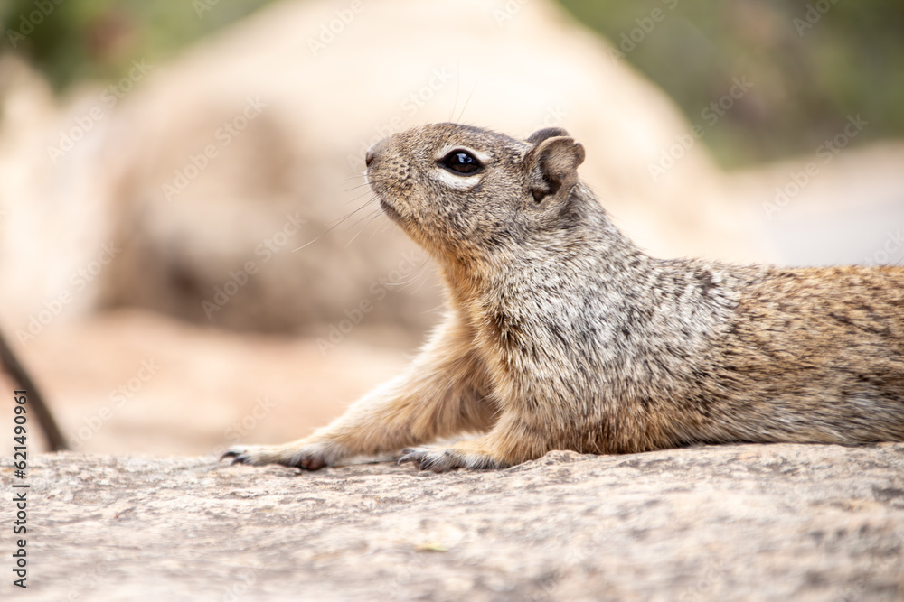 Prarie dog stretching in the sun in Grand Canyon Prarie dog stretching in the sun in Grand Canyon