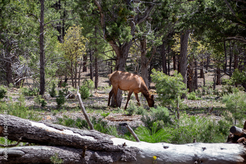 Elk grazing close to the Grand Canyon National Park © Siri