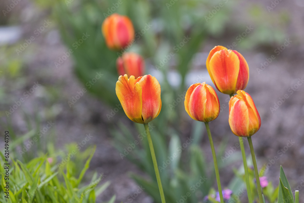 blooming tulips in the meadow, close-up.